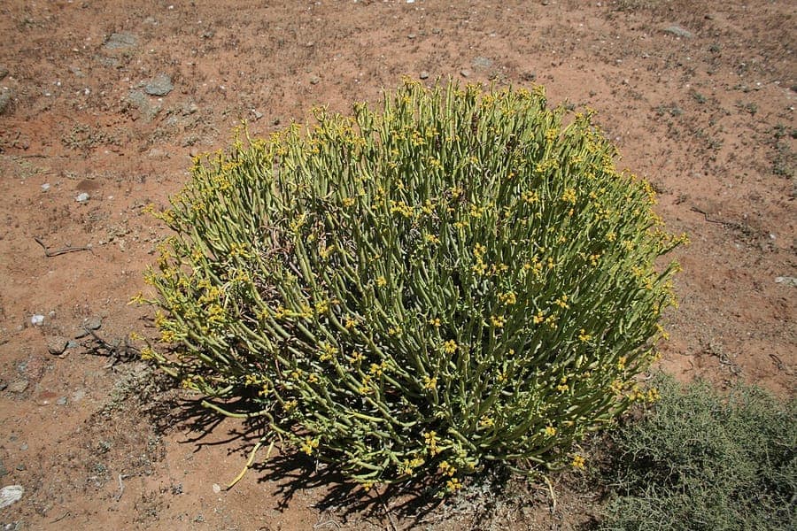 Euphorbia mauritanica with green stems and yellow flowers