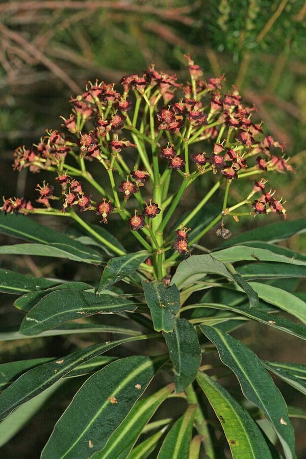 Euphorbia mellifera met groene bloemen en rode nectariumschijven