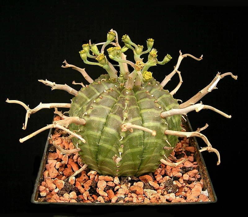 Euphorbia meloformis showing characteristic globe-shaped succulent stem