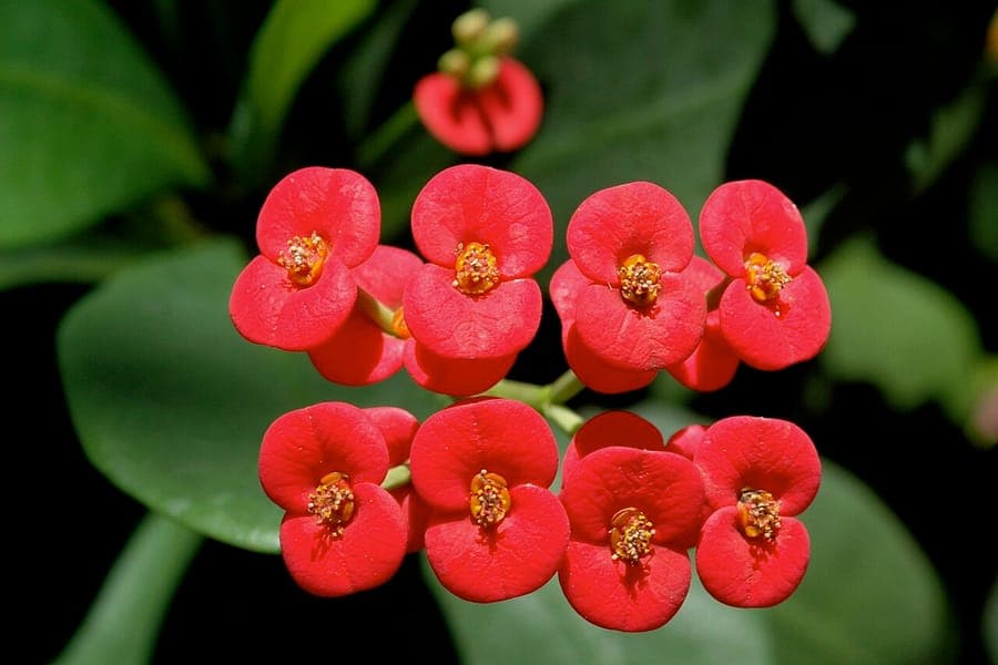 Fleurs rouges d'Euphorbia milii avec epines