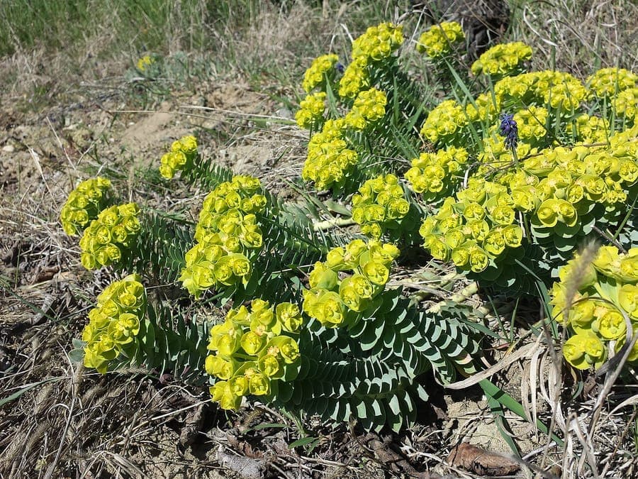 Walzen-Wolfsmilch (Euphorbia myrsinites) mit charakteristischem blaugrünem Laub