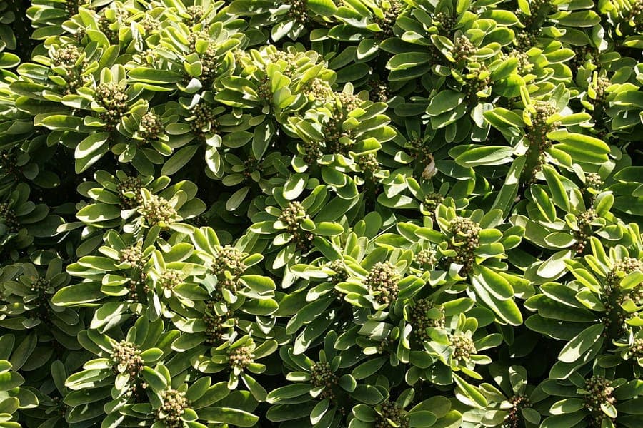 Green branches of Euphorbia neriifolia with red flowers in clusters