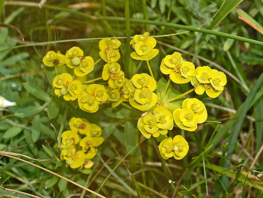 Euphorbia nicaeensis with yellow flower clusters in spring