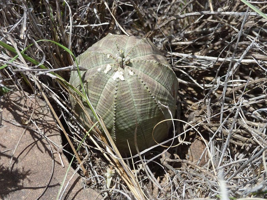 Baseball plant with characteristic spherical shape and red-green striations