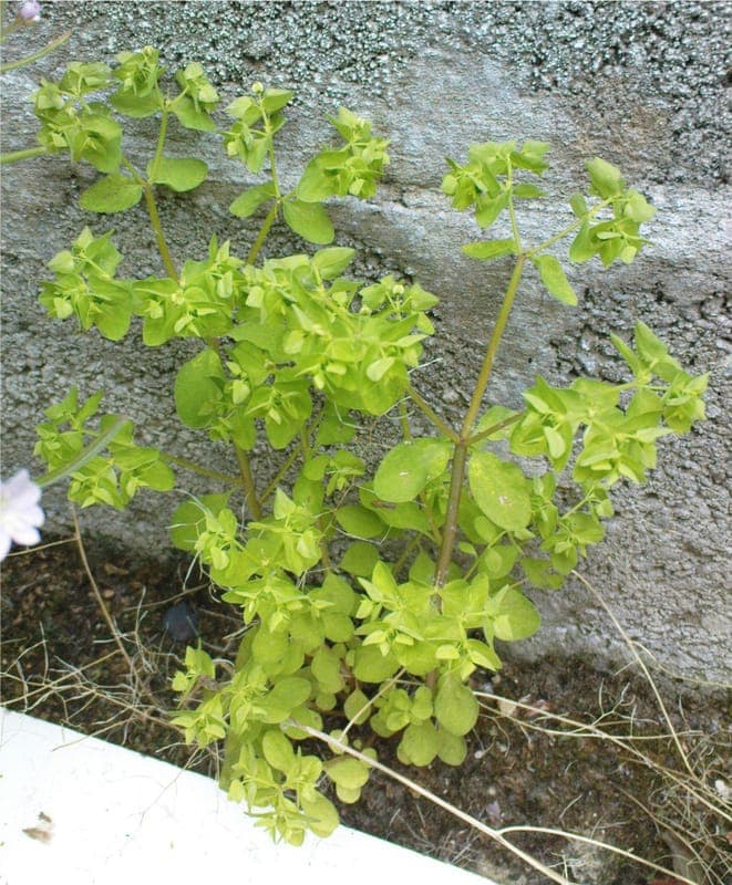 Radium-plant (Euphorbia peplus) with green stems and yellow blooms in a garden border