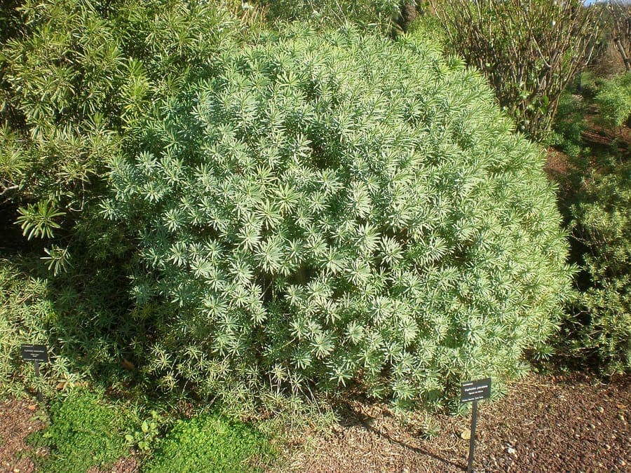 Euphorbia piscatoria plant with distinctive growth pattern
