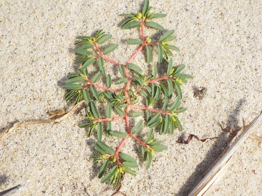 Euphorbia polygonifolia bildet dichte Matten mit gelben Cyathien