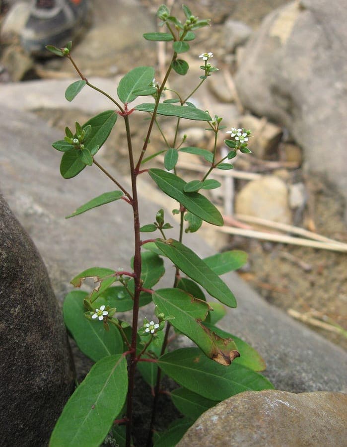 Plante Euphorbia pubentissima avec fleurs blanches