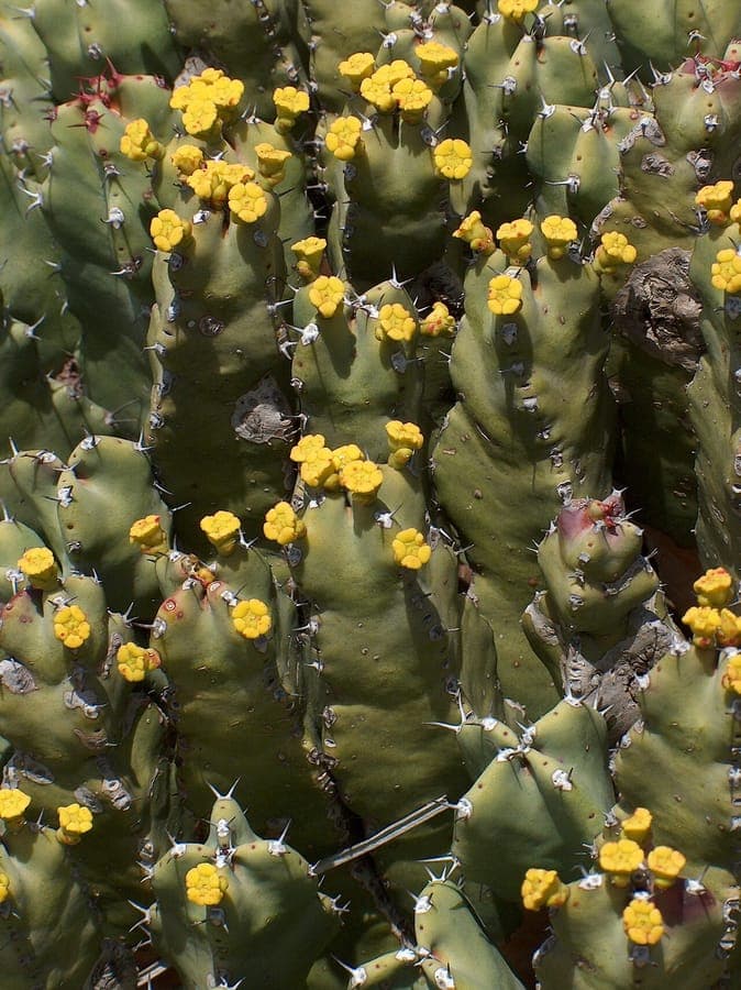 Structure de groupe Euphorbia resinifera avec ses tiges caracteristiquement contournees