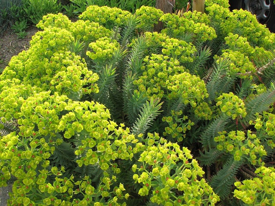 Euphorbia rigida showing rigid blue-green stems with yellow cyathia flowers
