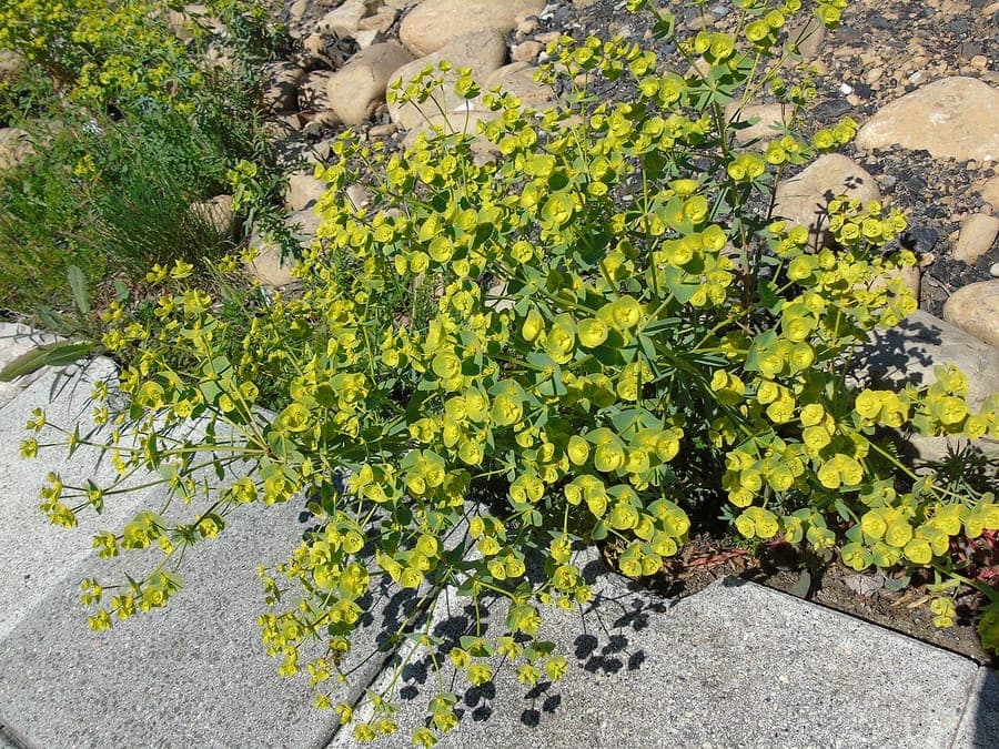 Yellow flowers of garden spurge