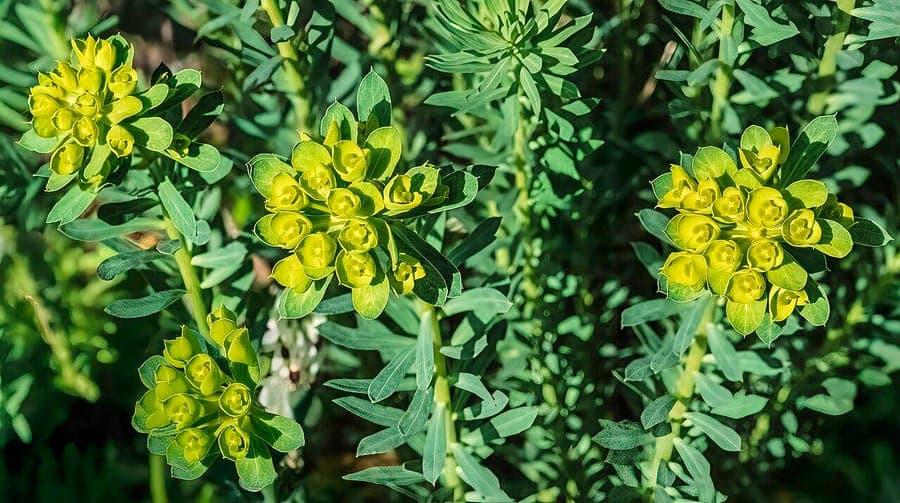 Euphorbia seguieriana met gele schutbladen in bloei