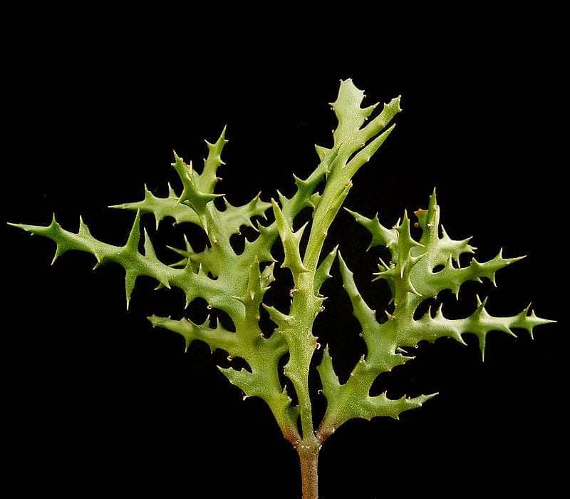 Euphorbia stenoclada with thin branches and characteristic silhouette
