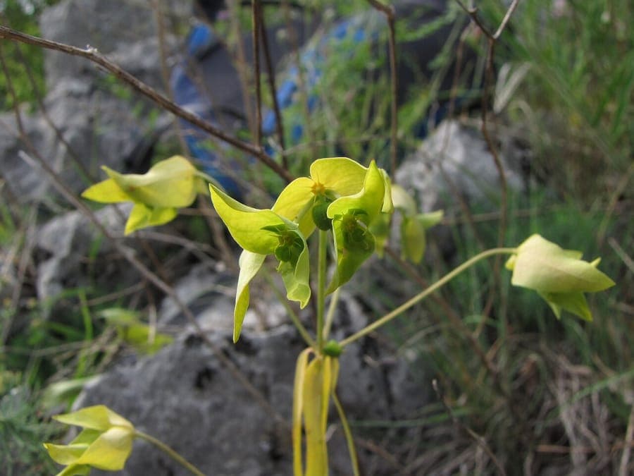 Turin Spurge with yellow-green cyathia and grey-green foliage