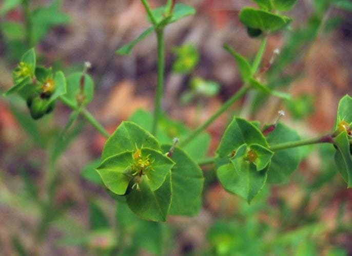 Euphorbia terracina-Pflanze zeigt charakteristische Struktur