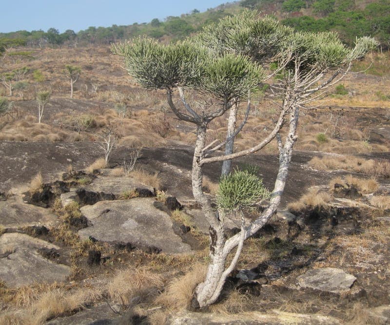Euphorbia tirucalli in a sunny dry garden, showing green pencil-like stems and upright growth