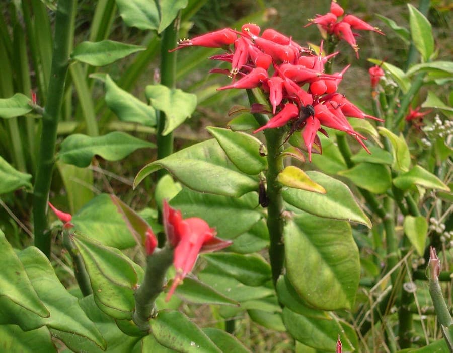 Euphorbia tithymaloides with distinctive zigzag stems and bright red flowers