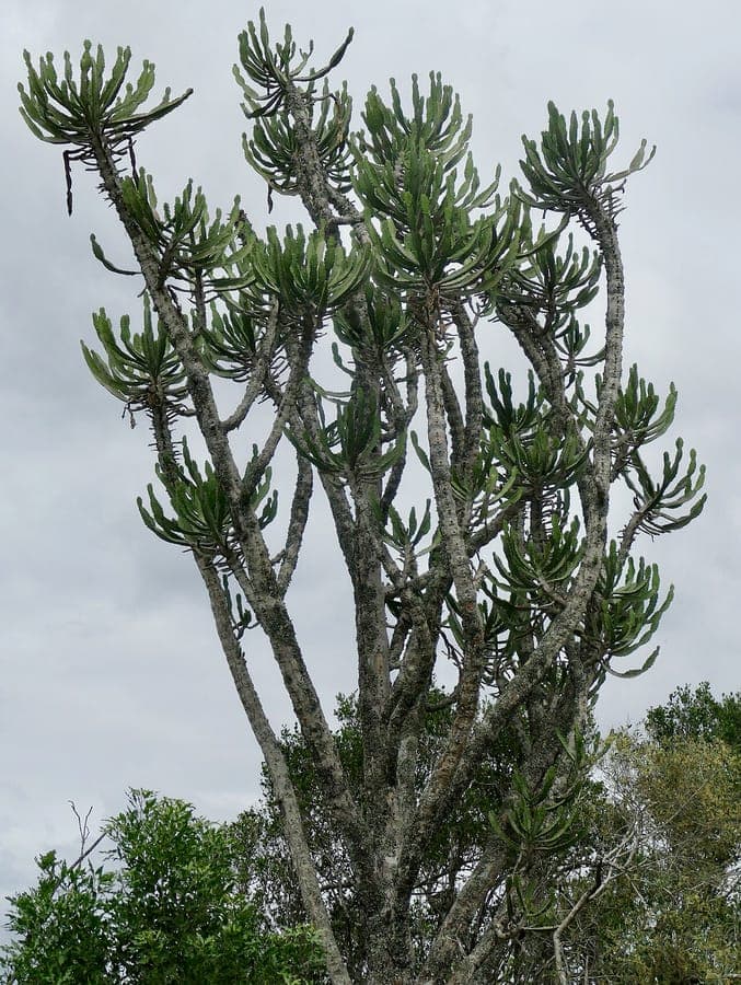 Euphorbia triangularis displaying characteristic three-sided green-brown stems in natural habitat