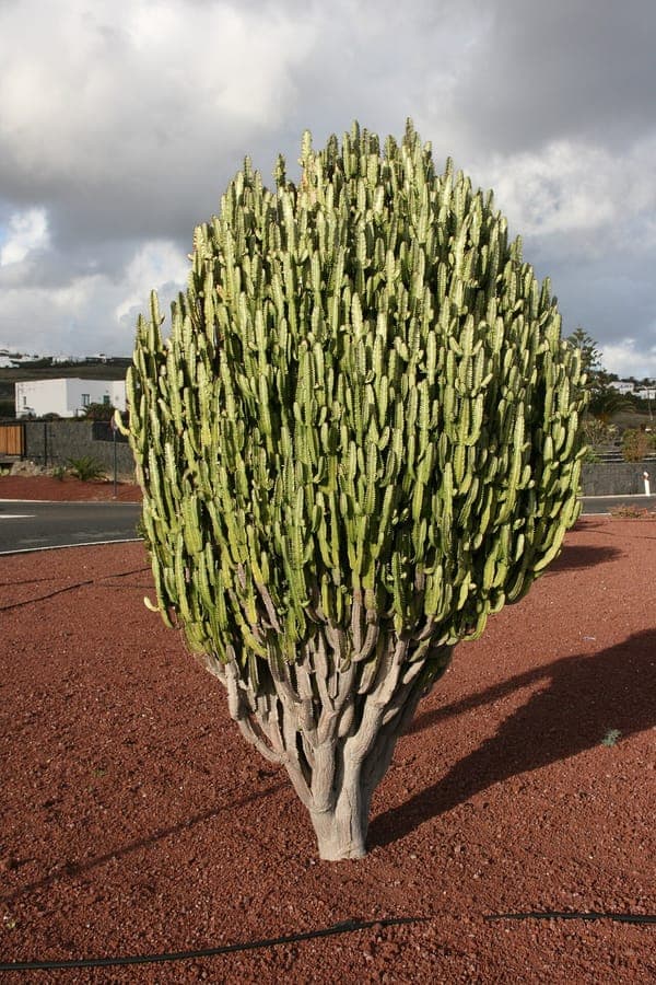 Driehoekige groene stengels van Euphorbia trigona met rode spitsen