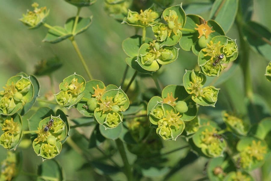 Leafy spurge plant with slender stems