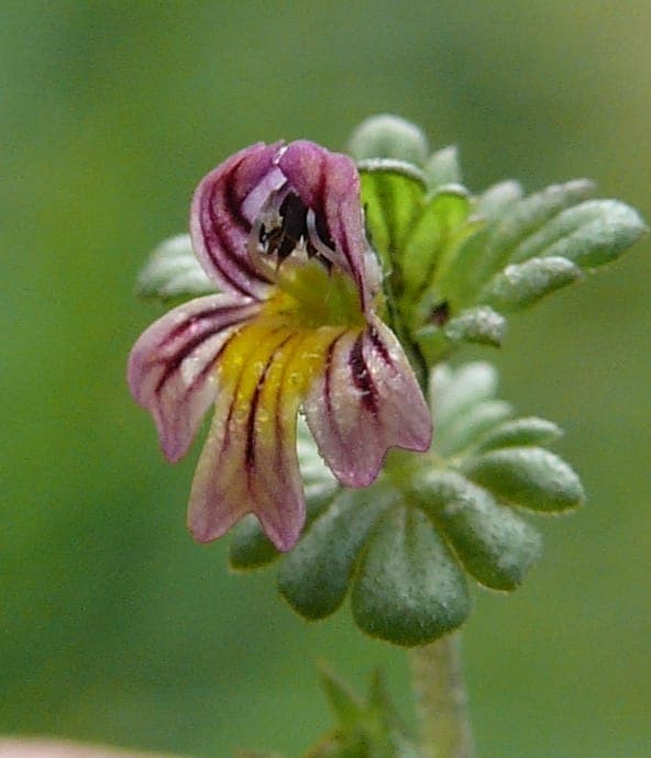 Euphrasia hirtella bloeiende witte bloemen in grasland