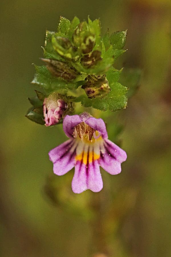 Northern eyebright in full bloom on a damp heathland, with delicate white and blue flowers nestled among grass tufts.