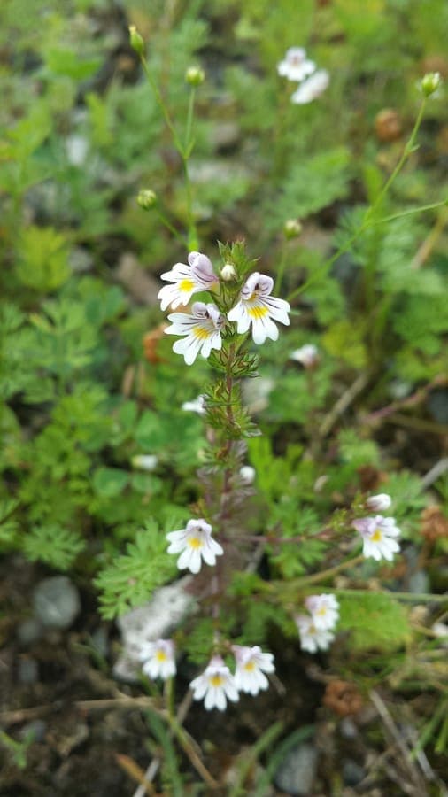 Euphrasia nemorosa plant with delicate flowers