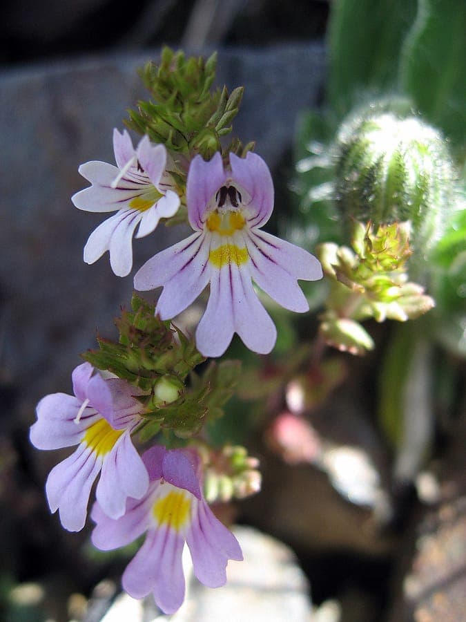 Irish Eyebright with delicate blue and white flowers in mountain setting
