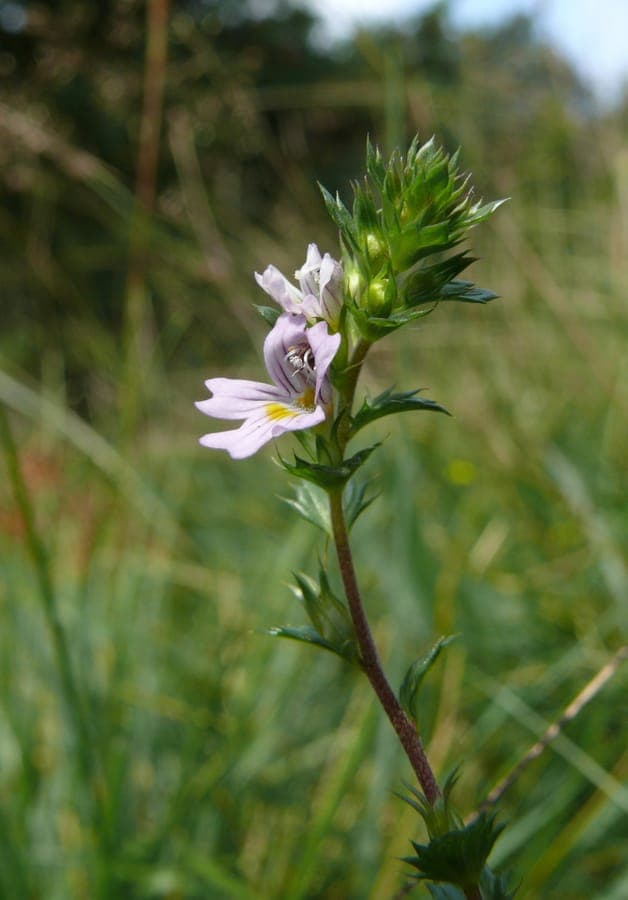 Aufrechter Augentrost mit blauen Blüten auf trockenen, sonnigen Wiesen