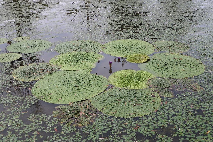Euryale ferox Wasserpflanze mit großen stacheligen Blättern und violetten Blüten