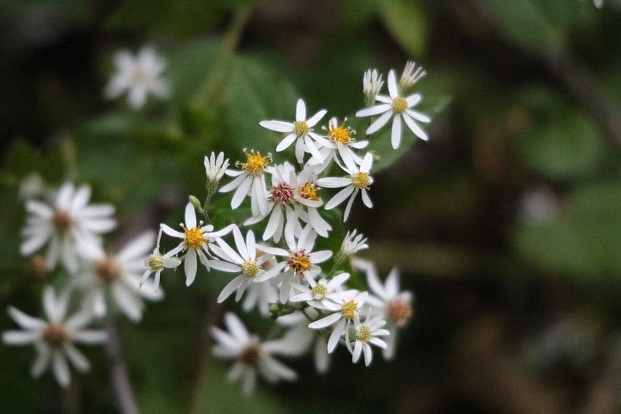 Eurybia divaricata with white flowers and heart-shaped leaves in woodland setting