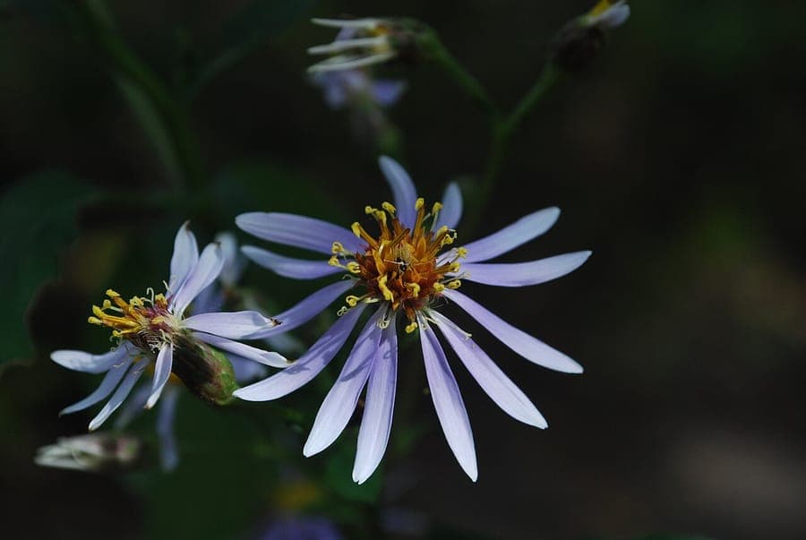 Bigleaf aster in bloei