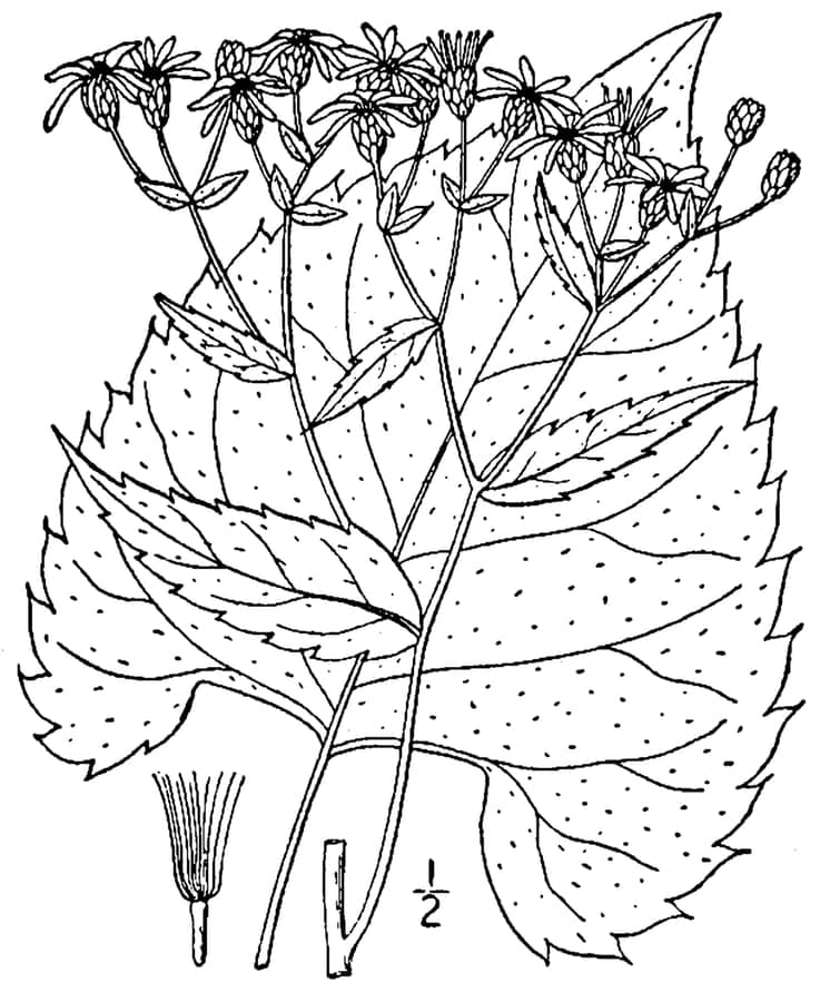 Eurybia schreberi with purple-pink flowers and nettle-like leaves