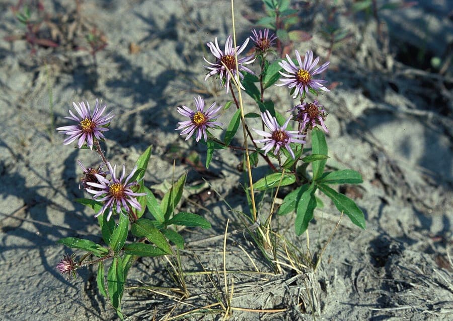 Eurybia sibirica in bloom with purple flowers