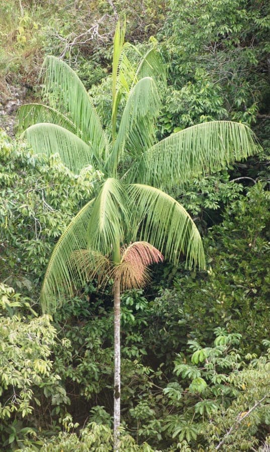 Euterpe edulis aßai-palm met sierlijke bladeren