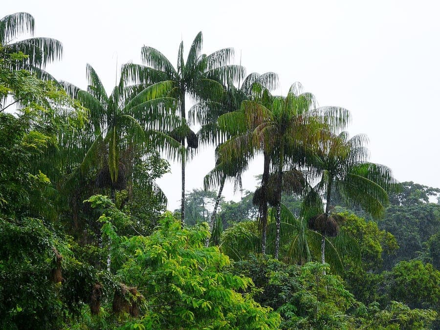 Euterpe oleracea acai palm with dark berries and elegant fronds