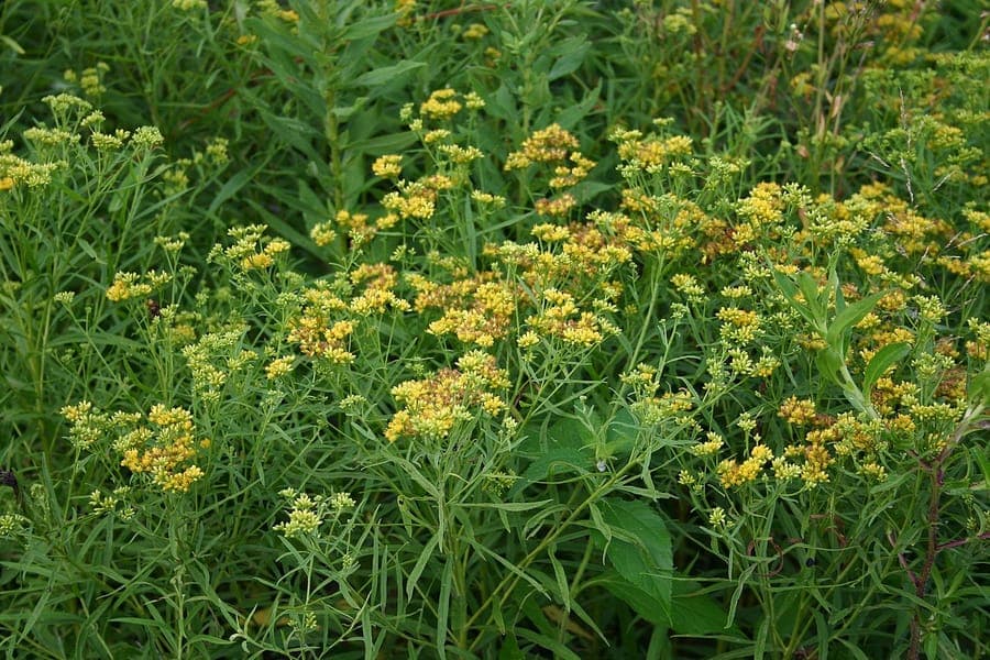 Verge d'or graminifoliée avec des grappes de fleurs jaune doré en août