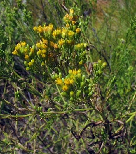 Euthamia occidentalis in volle bloei met gele bloemtrosjes