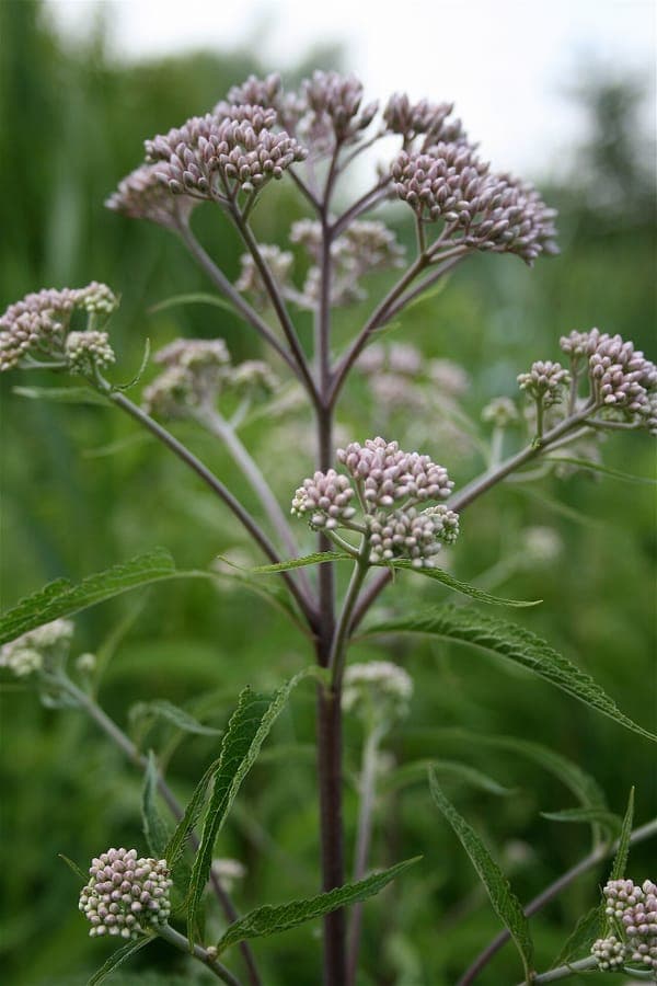 Eutrochium maculatum met paarsroze bloemtrossen in de herfstborder