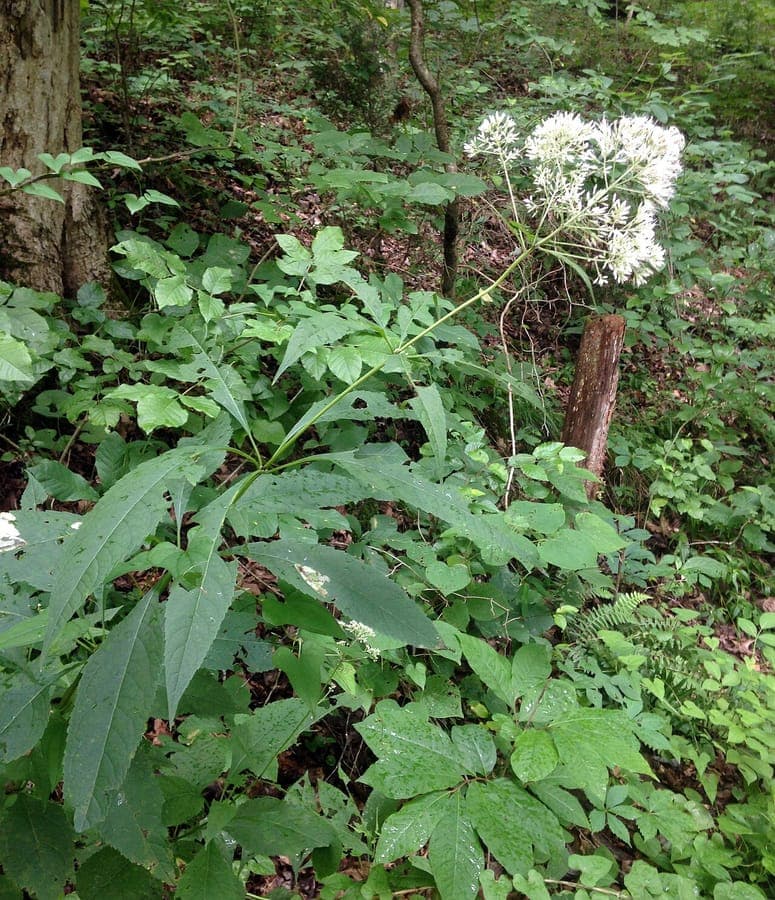 Sweet Joe-Pye weed with large rose-purple flower heads in a naturalistic garden border