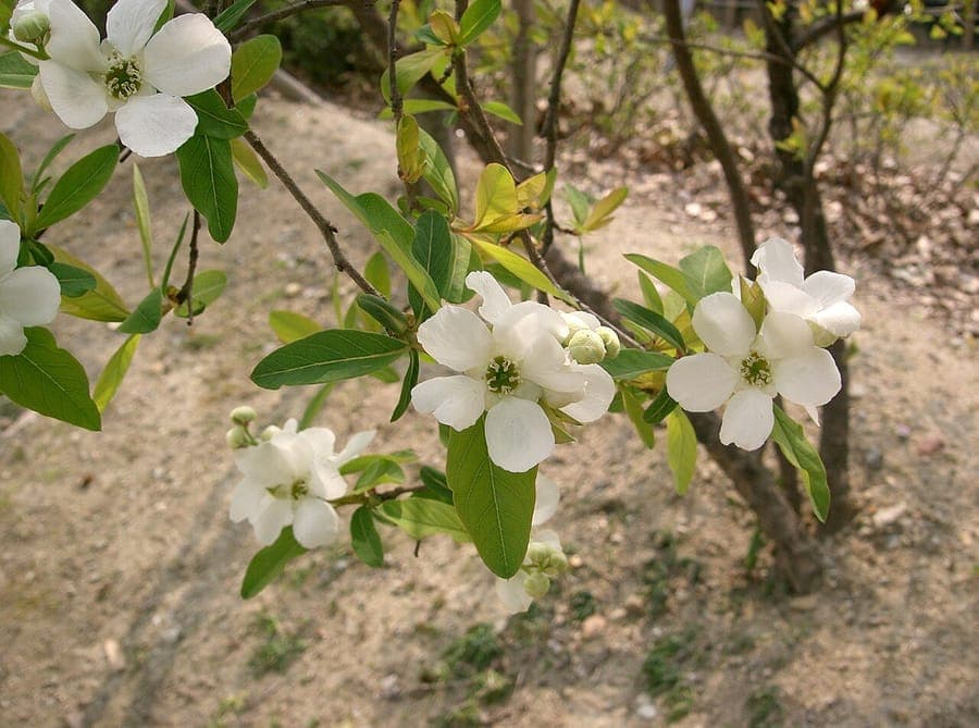 Exochorda racemosa with white flowers in spring