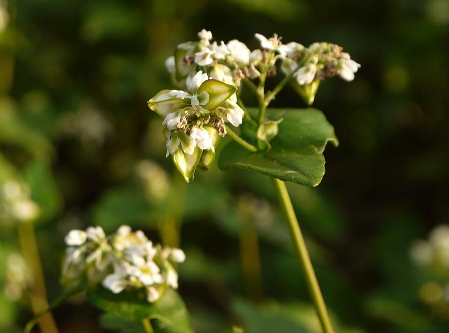 Buckwheat in bloom with white flowers