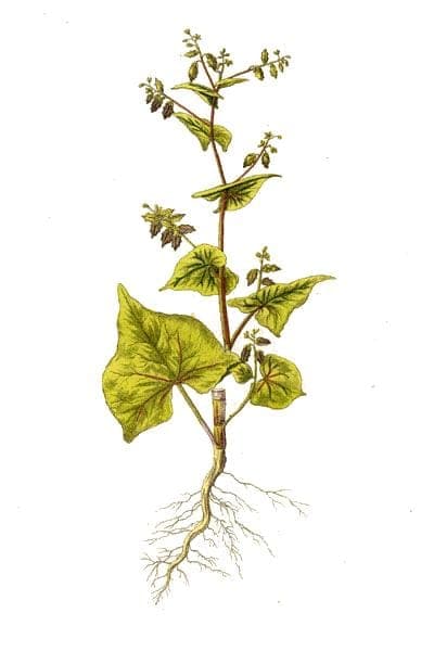 Tatarischer Buchweizen in voller Blüte mit weißen Blüten und grünem Laub in einem sonnigen Staudenbeet