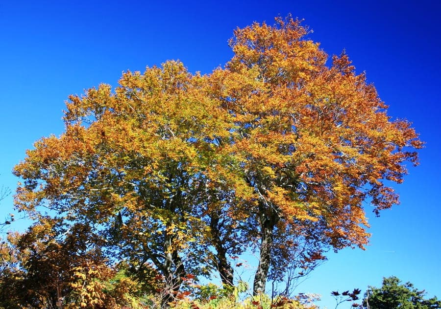 Japanese beech displaying characteristic leaves