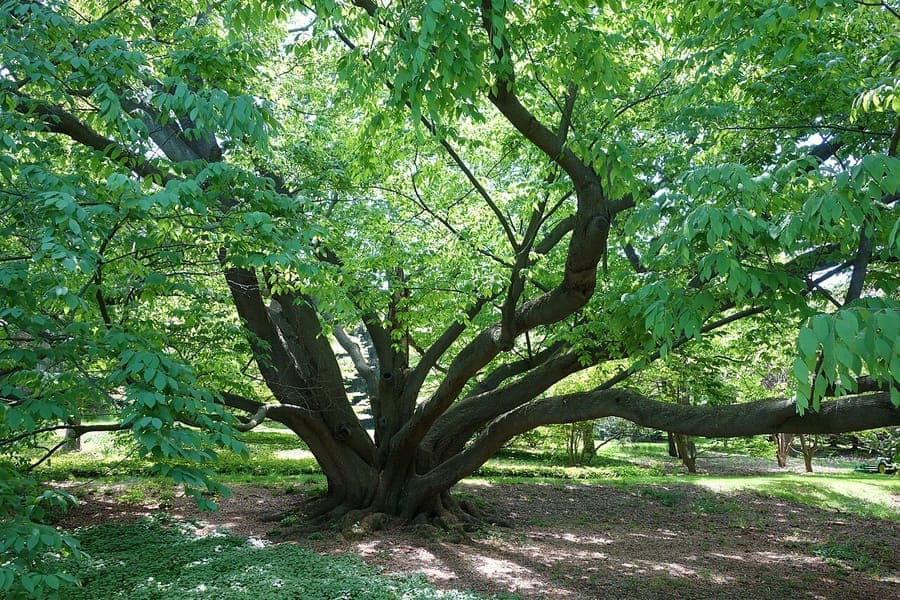 Chinese Beech with fine leaves and natural tree form