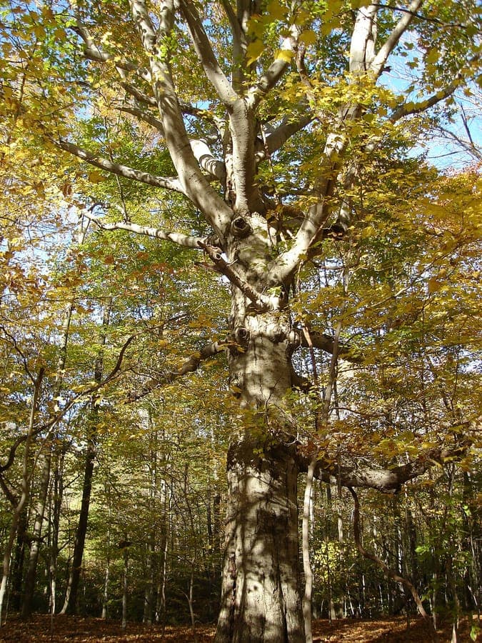 Hêtre américain mature en automne, dans une clairière boisée avec lumière filtrée