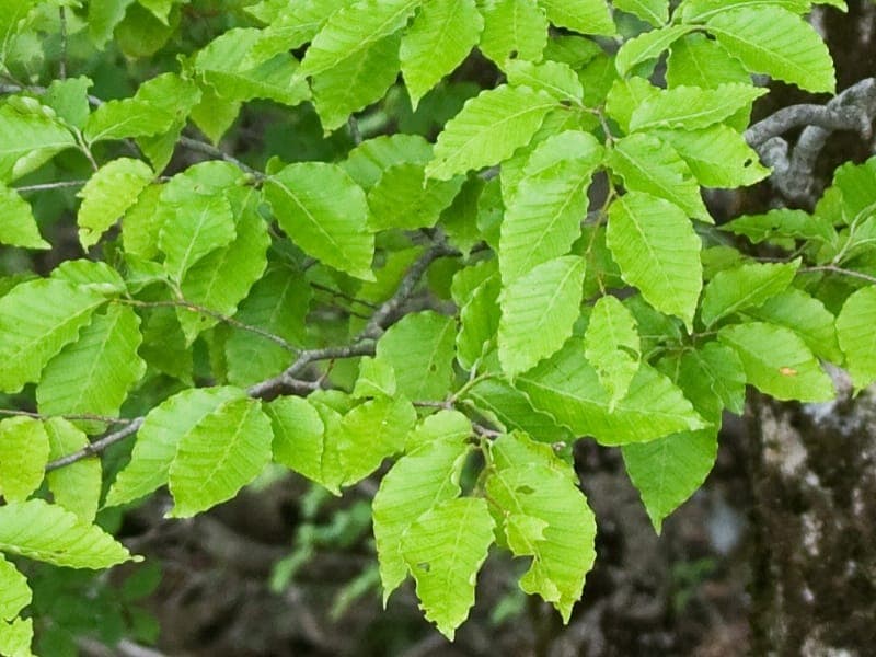 Fagus japonica with characteristic autumn foliage