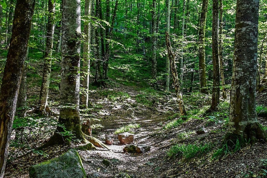 Ausgewachsene Orientbuche im Herbstlaub in einer ländlichen Parkanlage