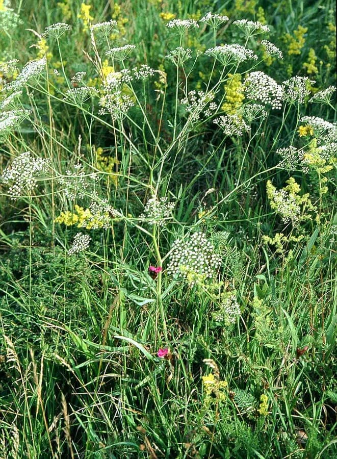 Falcaria vulgaris in full bloom, white umbels standing tall in a dry meadow garden