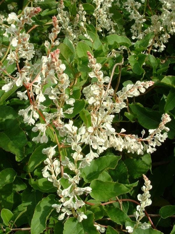 Fallopia aubertii white flowers